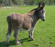Image result for Printable Donkey Ears