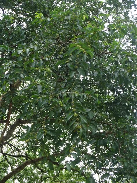 Anogeissus latifolia, Kalkanjiram, Mazhukanjiram, Vekkali, Axle wood ...