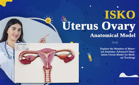 ISKO® Uterus Ovary Anatomical Model - Uterus Model Medical Anatomical ...