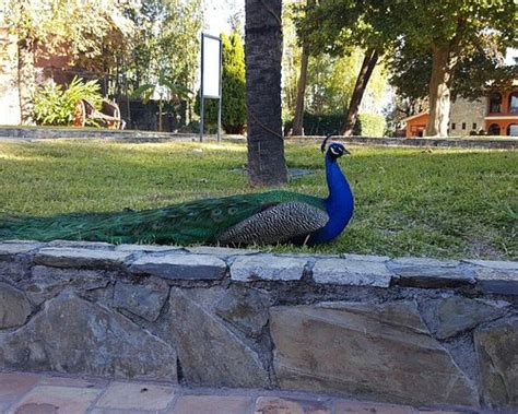 HACIENDA COLA DE CABALLO (Santiago) - Farm Hotel Reviews, Photos, Rate ...