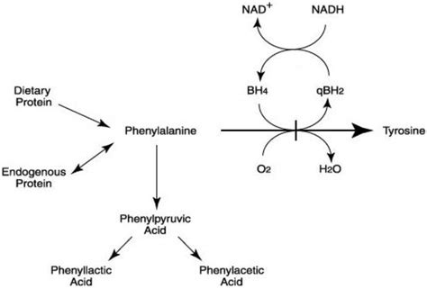 The Amazing Phenylalanine Hydroxylase Hyperphenylalaninemia: