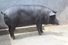 JHARSUK: A Crossbred Pig Variety Developed By AICRP on Pig, Bau, Ranchi ...