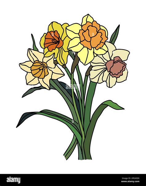 Daffodil March birth month flower vector art Stock Vector Image & Art ...