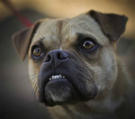 Overbite Vs Underbite Dogs at Jack Huffman blog