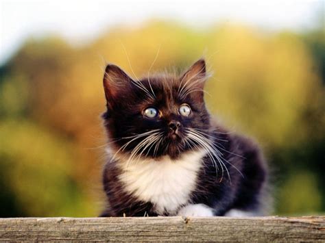 Download wallpaper 1024x768 kitten, lie, face, spotted standard 4:3 hd ...