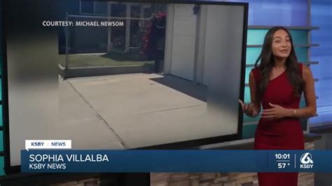 Black bear spotted roaming the streets of Pismo Beach | San Luis Obispo ...