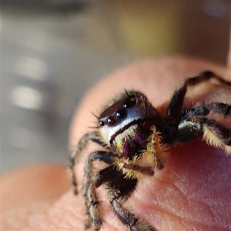 AMAZING Jumping Spiders Types You Can Get As Pets, 41% OFF