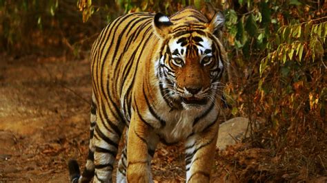 50 years of Project Tiger; here's what it is and significance | Today News