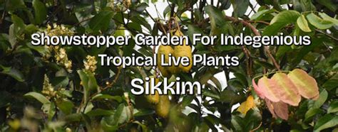Best Exotic Fruit Plants In Sikkim – veliyathgardens