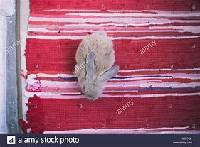 Image result for Florida White Baby Bunny