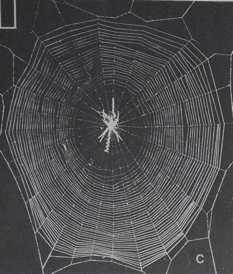 Quantitative Analysis of Orb Web Patterns in Four Species of Spiders Behavior Genetics