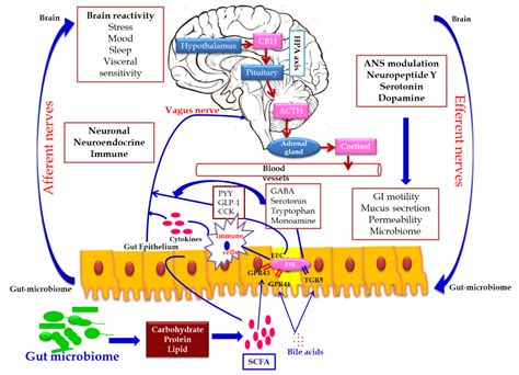 The Role of Microbiome, Dietary Supplements, and Probiotics in Autism ...