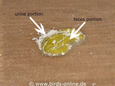 Image result for Bird Poop Reactions