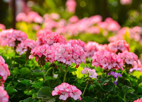 8 Longest Blooming Perennial Flowers You Need In Your Garden - Backyard ...