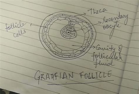 Question 14: Draw a labeled diagram of a Graafian Follicle? Class 12 ...