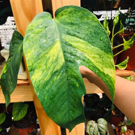 Epipremnum Flame Aurea Variegated: Buy Plant Online In India – Growcerys