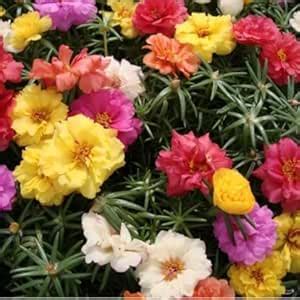 Seedbasket Portulaca Double Mix Summer Flower (400 Seeds) – Vibrant ...