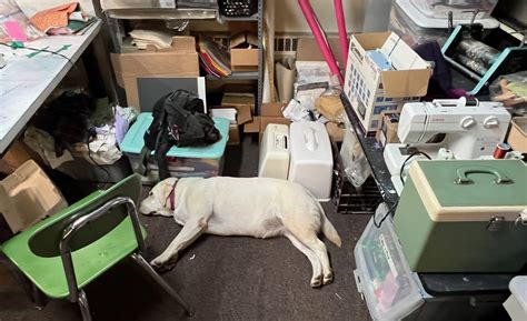 Zinnia Makes A Smash Debut At Bishop Gibbons High School. The Queen Of ...