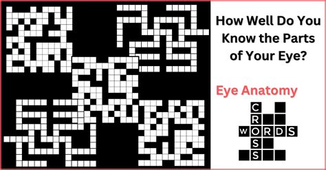 Eye Anatomy Crossword Puzzle