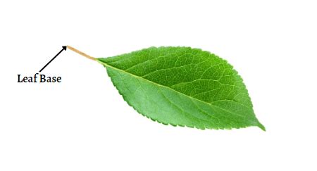 Parts of a Leaf Their Structure and Functions with Diagram