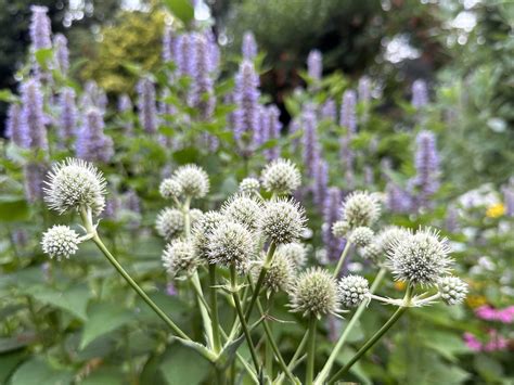 How to Plant Rattlesnake Master - The Plant Native