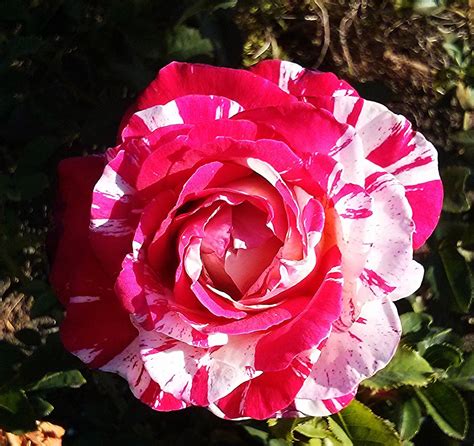 Neil Diamond | Rose, Flowers, Neil diamond