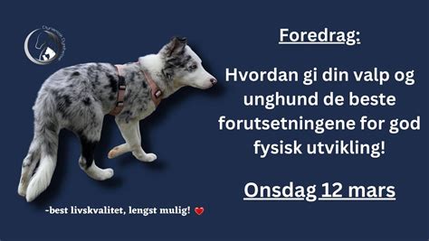 Foredrag: Gi din VALP og UNGhund de beste forutsetningen for fysisk ...
