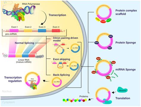 The Glioblastoma CircularRNAome