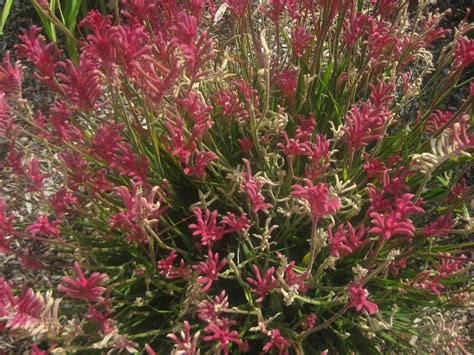 Kangaroo Paws Plant