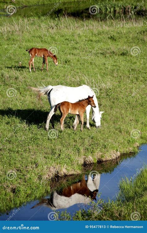 Horses In Pasture