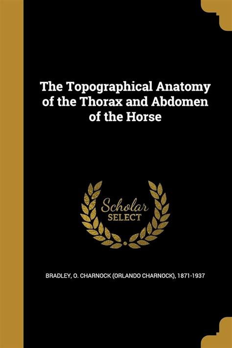 The Topographical Anatomy Of The Thorax And Abdomen Of Horse ...