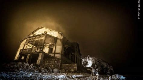 Wildlife Photographer of the Year 2025: The untold story of the ‘ghost ...