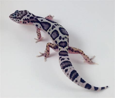Mack Snow Blizzard Leopard Gecko
