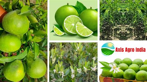 Welcome to Axisagroindia
