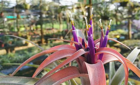 How to Grow Air Plants 的图像结果