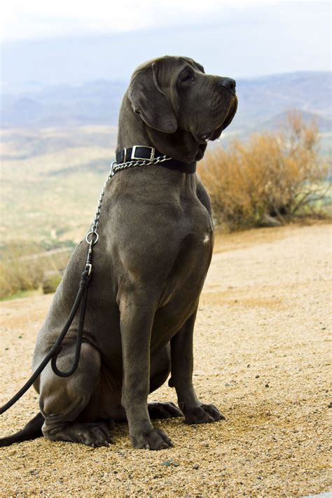 Brazilian Mastiff - Courageous and Good Natured