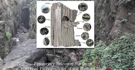 Image result for Staphylococcus Aureus Pathogenicity