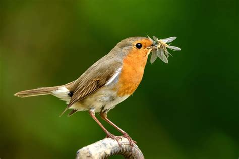 What Birds Eat Robins And How They Hunt Them