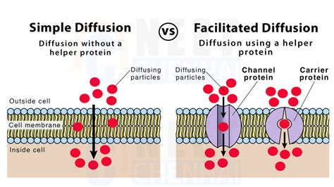 Image result for What Is Simple Diffusion