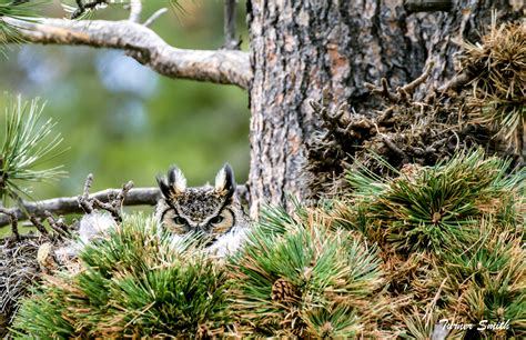 Image result for Living Creatures Humans