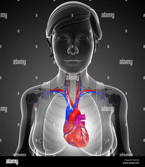 Illustration of Female heart anatomy Stock Photo - Alamy