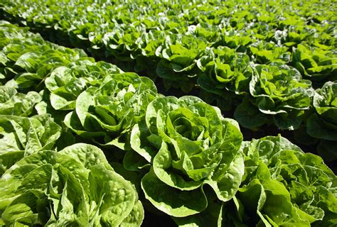 Lettuce | Koppert India