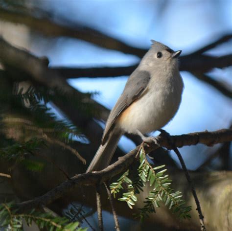 Maine State Bird Coloring Page [2025]