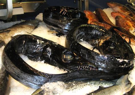 Madeira's Espada: Facts, Food & Dangers of the Black Scabbardfish