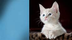 Gold Home Screen Cat Wallpaper by Cat Products Fromm Family Foods Gold Home Screen Cat Wallpaper