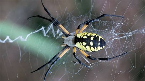 Can You Hold A Garden Spider at Patty Armbruster blog