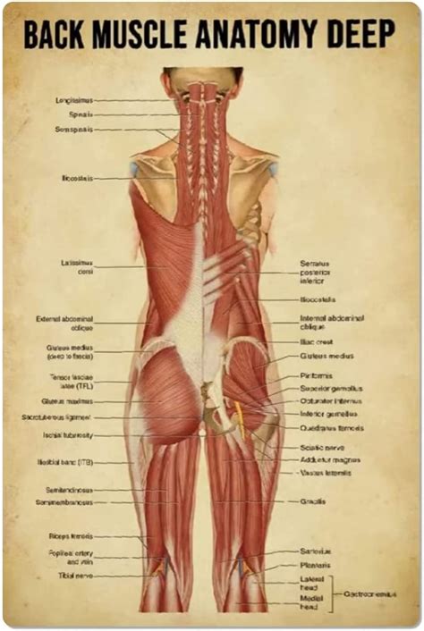 Image result for Back Muscle Chart