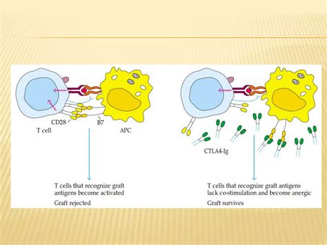 Mechanism of tissue graft rejection | PPTX