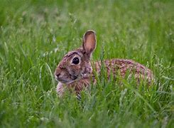 Image result for Different Bunnies Breeds
