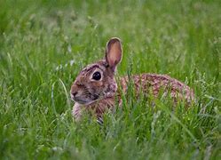 Image result for What Color Are Bunnies in the South